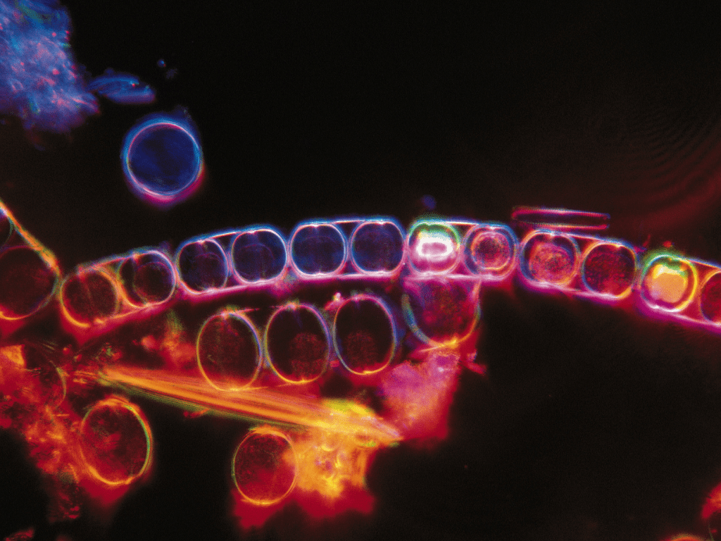 Tanque Marino con Diatomeas