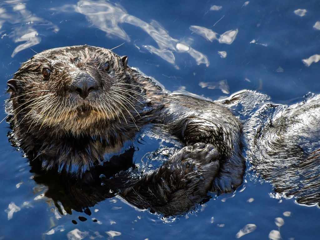 Derrames de Petróleo y Nutrias Marinas: Comprendiendo la Amenaza y las Soluciones
