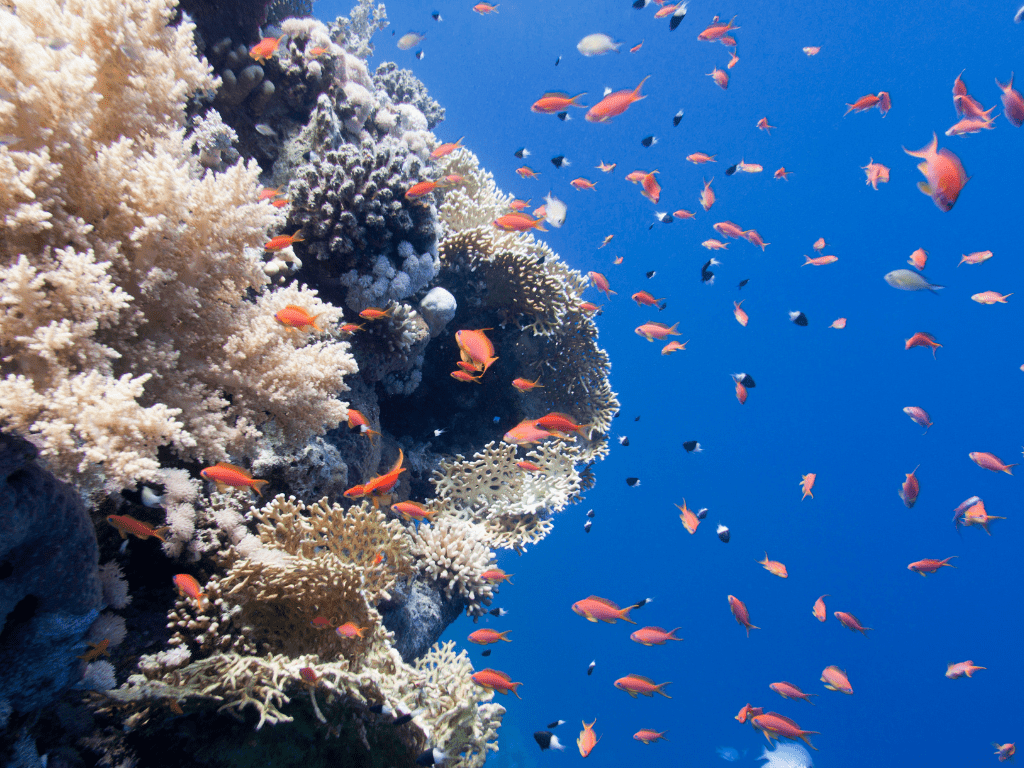 Contaminación Marina y su Impacto en los Ecosistemas Oceánicos