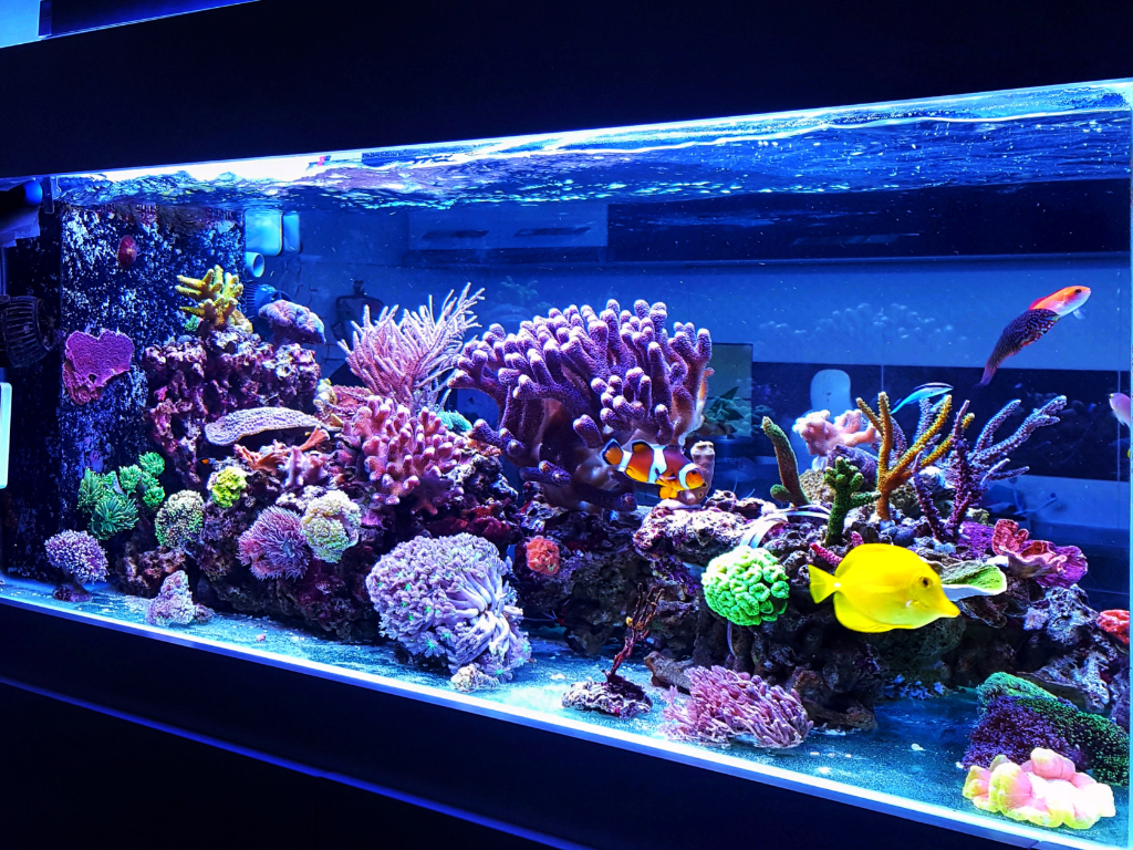 Comprender la Filtración de Tanques Marinos: Una Guía Completa